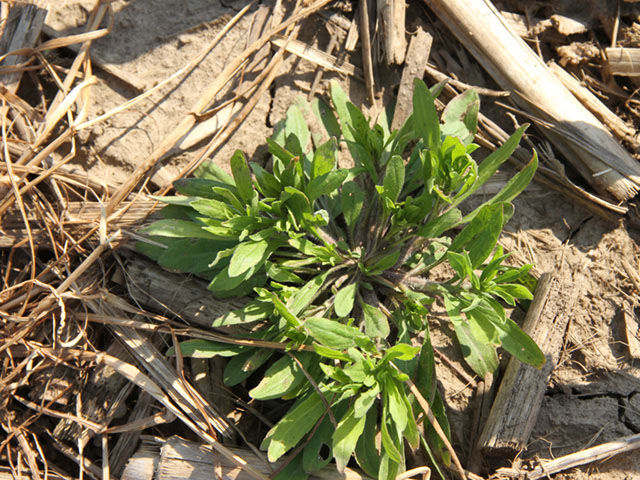 Many winter annual weeds, like this young marestail plant, are starting to emerge across the Midwest. Do you have a plan to manage them? (DTN photo by Pamela Smith)